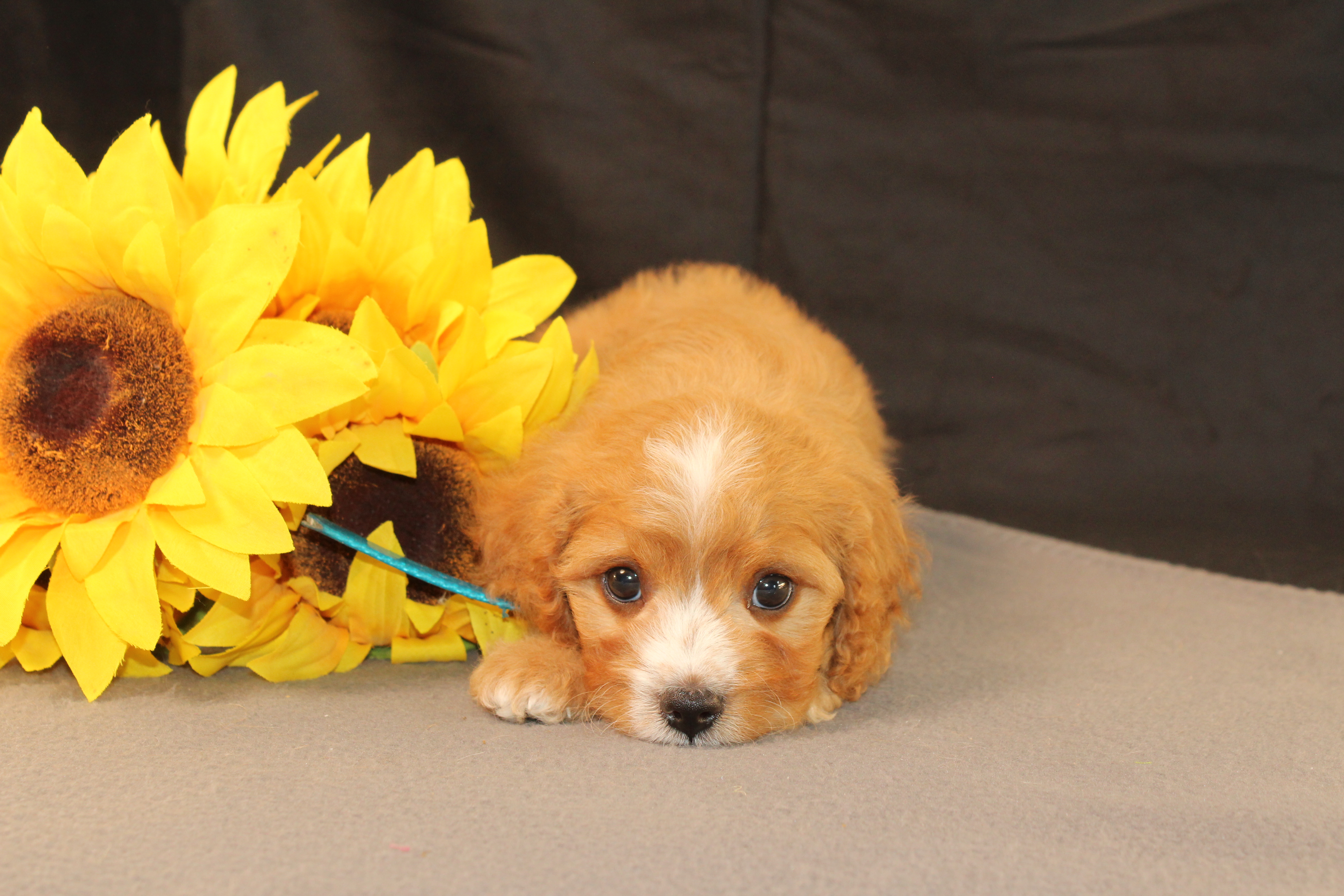 puppy, for, sale, Cavapoo, Ivan J. Stoltzfus, dog, breeder, Dornsife, PA, dog-breeder, puppy-for-sale, forsale, nearby, find, puppyfind, locator, puppylocator, aca